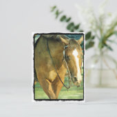 Carte Postale Cheval Western Blaze (Debout devant)