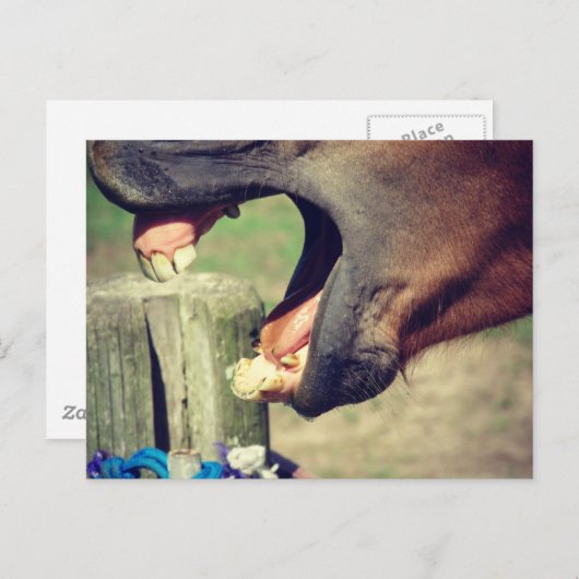 Carte Postale Cheval Yawn (Devant / Derrière)