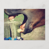 Carte Postale Cheval Yawn (Devant)