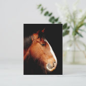 Carte Postale chevalier (Debout devant)