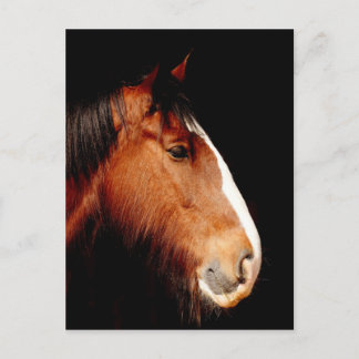 Carte Postale chevalier