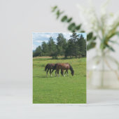 Carte Postale Chevaux (Debout devant)