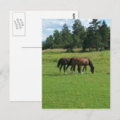 Carte Postale Chevaux (Devant / Derrière)