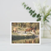 Carte Postale chevaux (Debout devant)