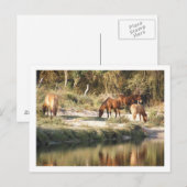Carte Postale chevaux (Devant / Derrière)