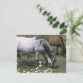 Carte Postale Chevaux (Debout devant)