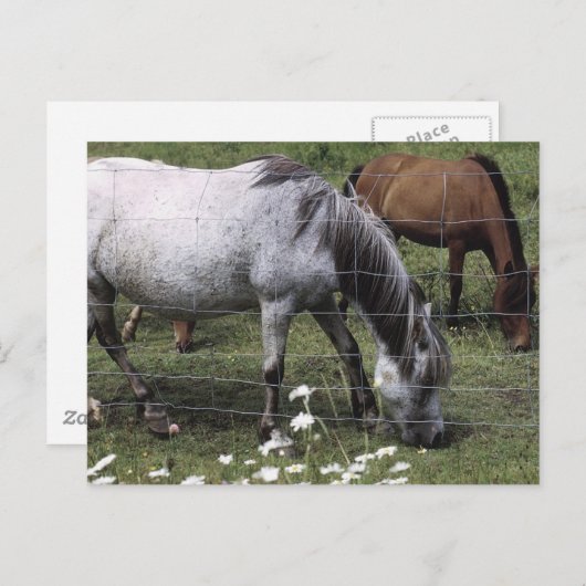 Carte Postale Chevaux (Devant / Derrière)