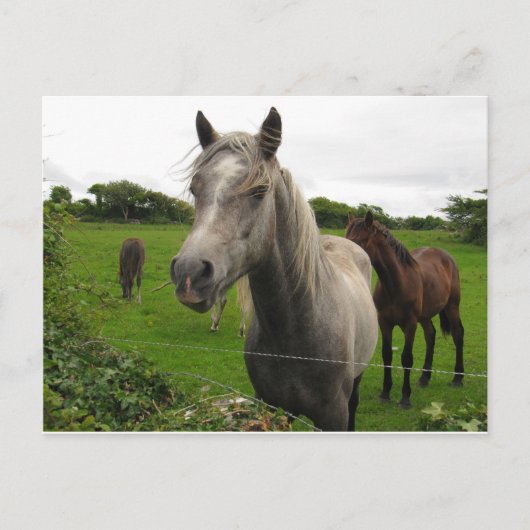 Carte Postale Chevaux (Devant)