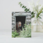 CARTE POSTALE CHEVAUX (Debout devant)