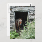 CARTE POSTALE CHEVAUX (Devant / Derrière)