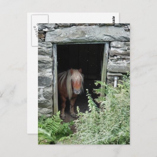 CARTE POSTALE CHEVAUX (Devant / Derrière)