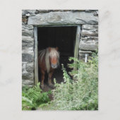 CARTE POSTALE CHEVAUX (Devant)