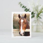 CARTE POSTALE CHEVAUX (Debout devant)