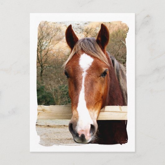 CARTE POSTALE CHEVAUX (Devant)