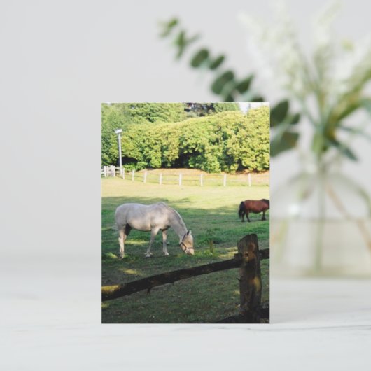 Carte Postale Chevaux (Debout devant)