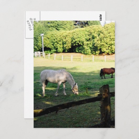 Carte Postale Chevaux (Devant / Derrière)