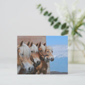 CARTE POSTALE CHEVAUX (Debout devant)