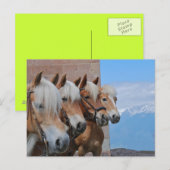 CARTE POSTALE CHEVAUX (Devant / Derrière)