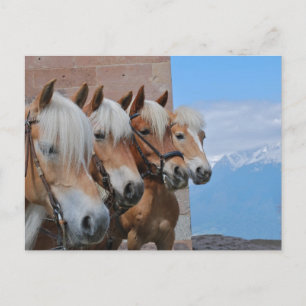 CARTE POSTALE CHEVAUX