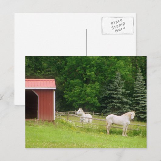 Carte Postale Chevaux (Devant / Derrière)