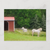 Carte Postale Chevaux (Devant)