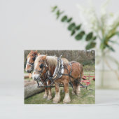 Carte Postale Chevaux (Debout devant)