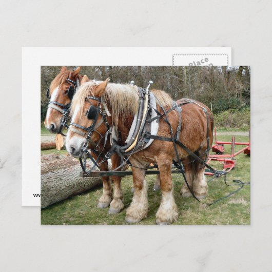 Carte Postale Chevaux (Devant / Derrière)