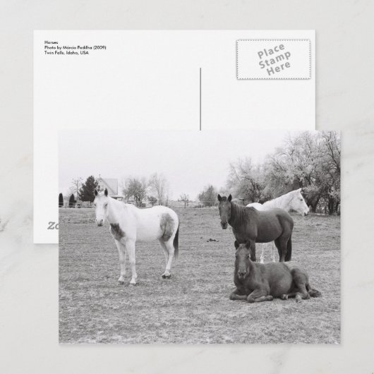 Carte Postale Chevaux (Devant / Derrière)