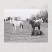 Carte Postale Chevaux (Devant)