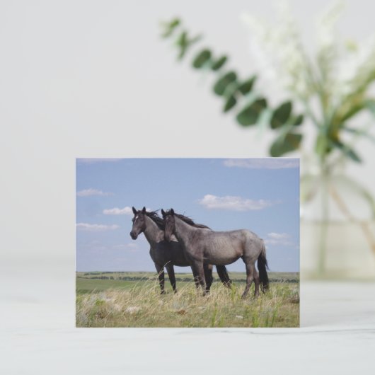 Carte Postale Chevaux (Debout devant)