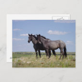 Carte Postale Chevaux (Devant / Derrière)