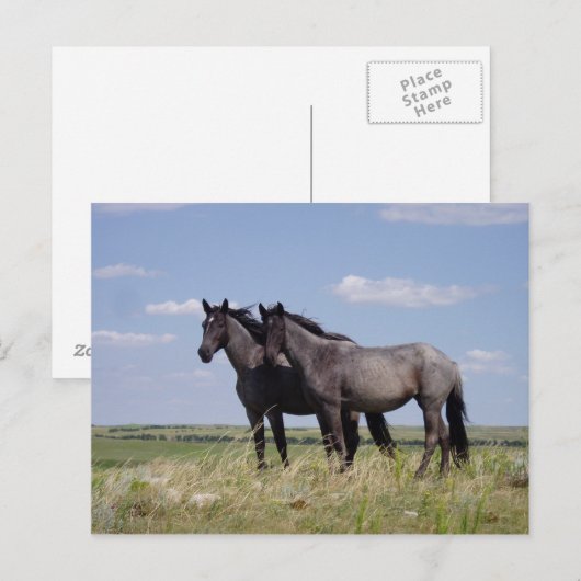 Carte Postale Chevaux (Devant / Derrière)