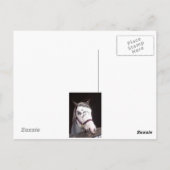 Carte Postale Chevaux (Dos)