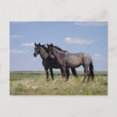 Carte Postale Chevaux (Devant)