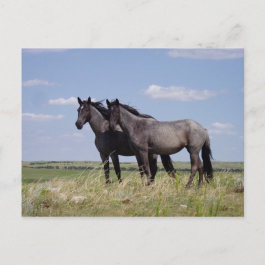 Carte Postale Chevaux (Devant)