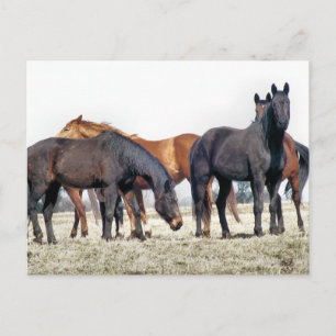 CARTE POSTALE CHEVAUX