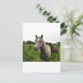 Carte Postale Chevaux (Debout devant)
