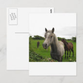Carte Postale Chevaux (Devant / Derrière)