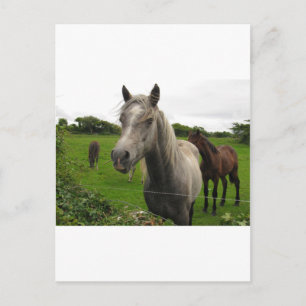 Carte Postale Chevaux