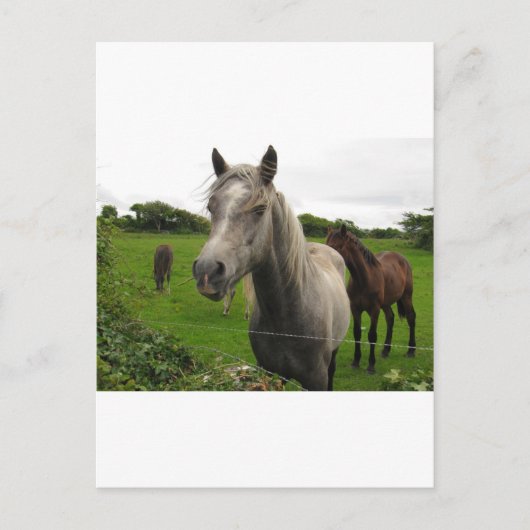 Carte Postale Chevaux (Devant)