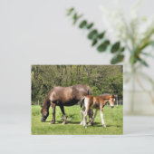 CARTE POSTALE CHEVAUX (Debout devant)