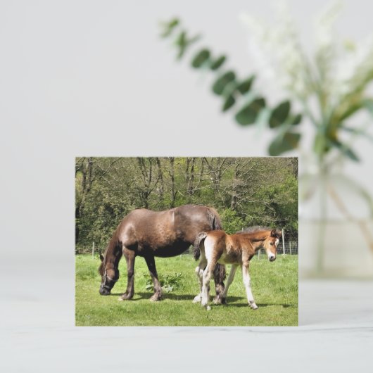 CARTE POSTALE CHEVAUX (Debout devant)