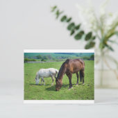 Carte Postale Chevaux (Debout devant)