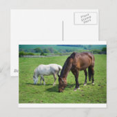 Carte Postale Chevaux (Devant / Derrière)