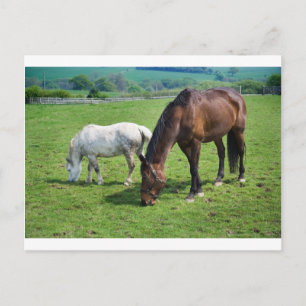 Carte Postale Chevaux