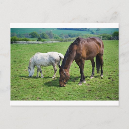 Carte Postale Chevaux (Devant)