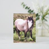 CARTE POSTALE CHEVAUX (Debout devant)