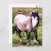 CARTE POSTALE CHEVAUX (Devant / Derrière)