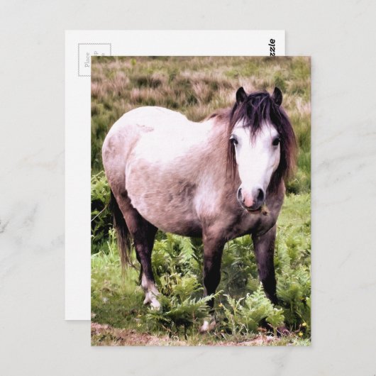 CARTE POSTALE CHEVAUX (Devant / Derrière)