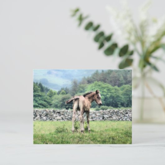 CARTE POSTALE CHEVAUX (Debout devant)